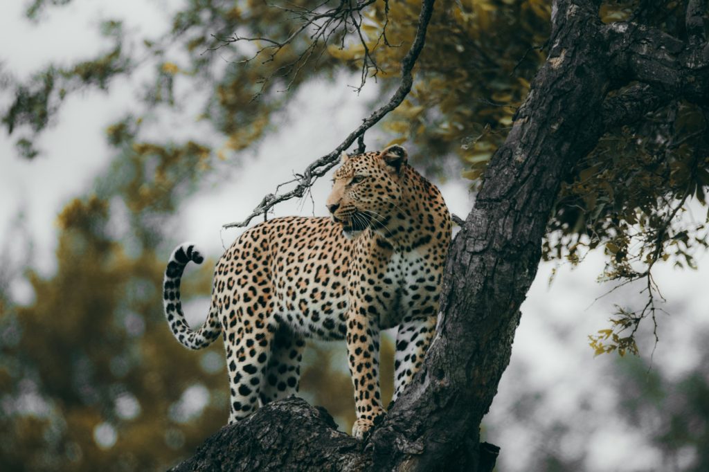 Leopard in the tree in the Kruger national safari game reserve